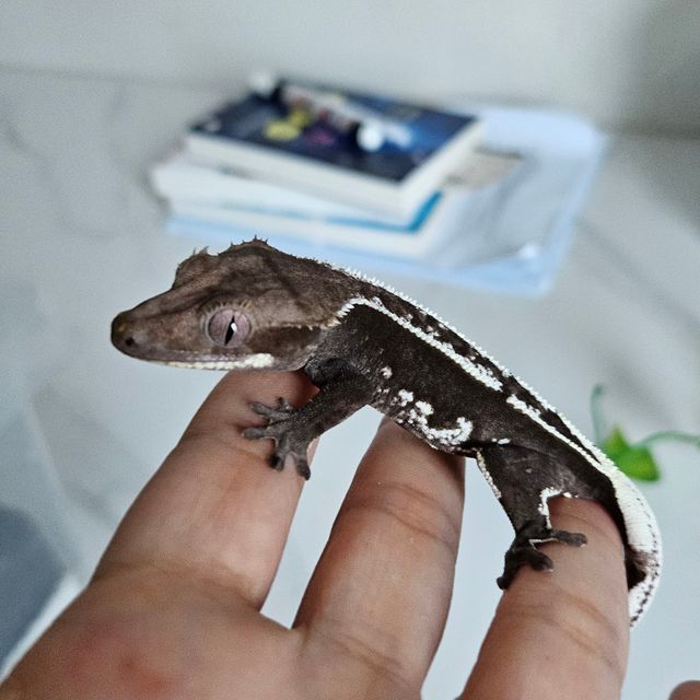 아잔틱
