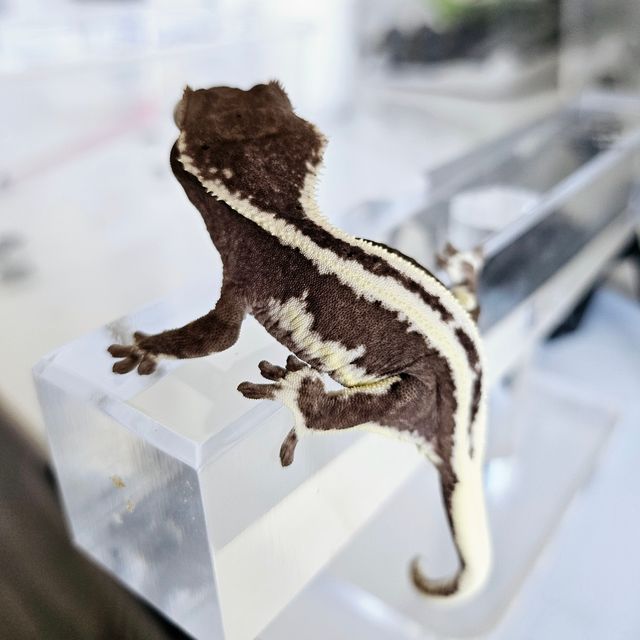 릴잔틱