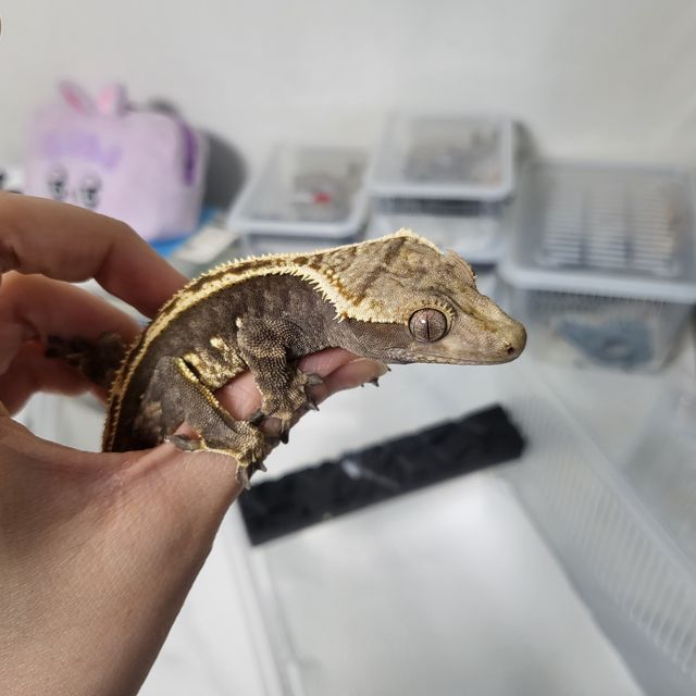 100%헷아잔틱