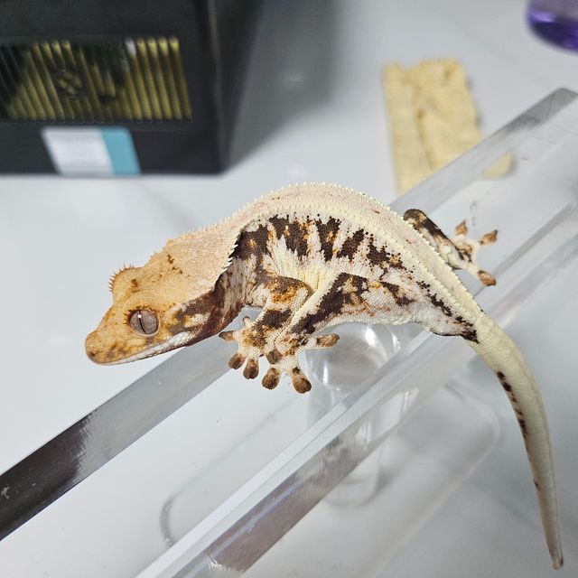100%헷아잔틱