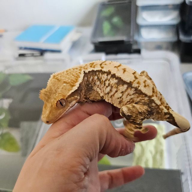 노멀