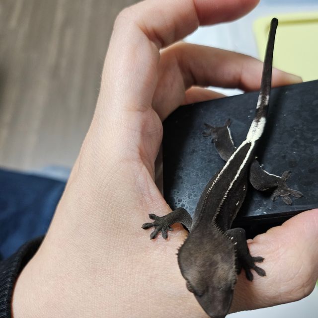 아잔틱 풀핀