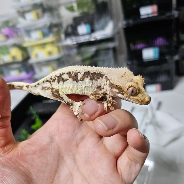 100%헷아잔틱