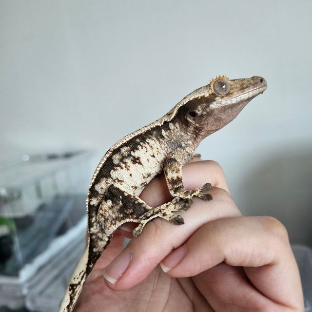 트라이