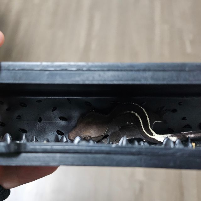 아잔틱 풀핀