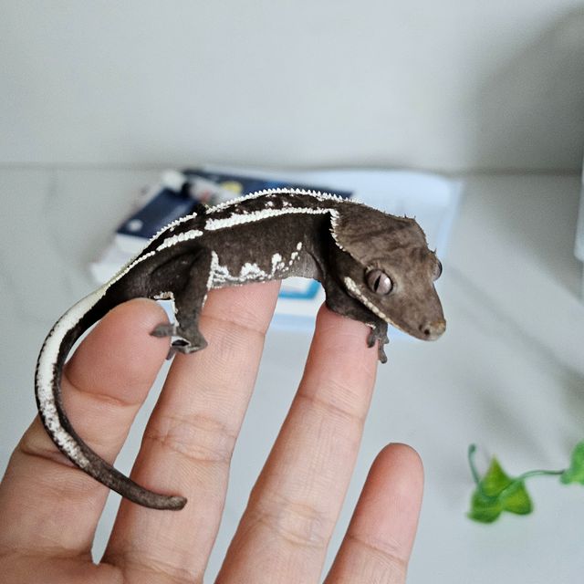 아잔틱