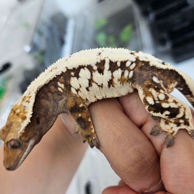 세이블