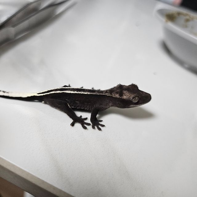 아잔틱 풀핀