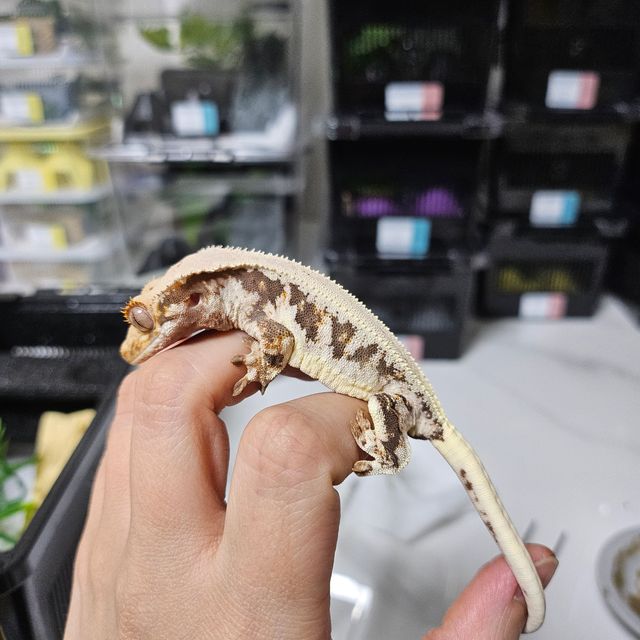 100%헷아잔틱