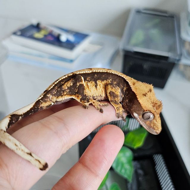 100%헷아잔틱