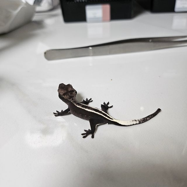 아잔틱 풀핀