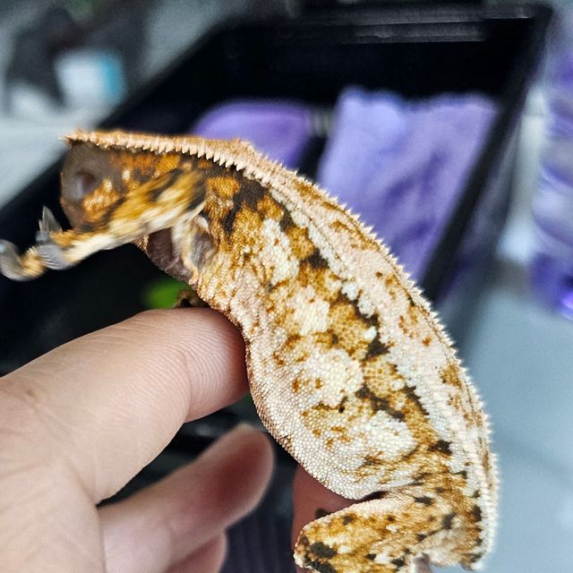 화이트포트홀 트라이 드리피 화이트스팟 텐저린