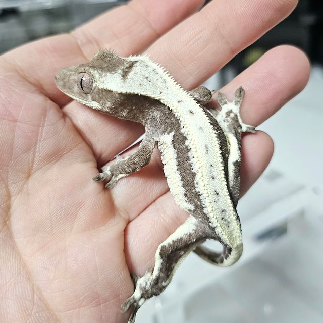 릴잔틱