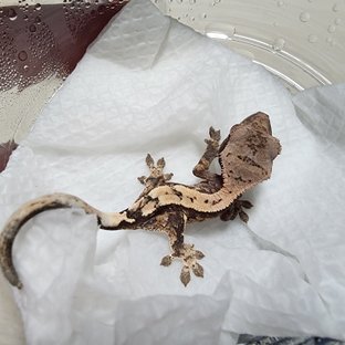 세이블 화이트스팟