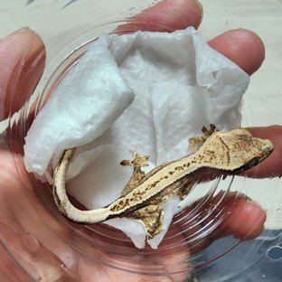 노멀 풀핀 핀스트라이프 쿼드