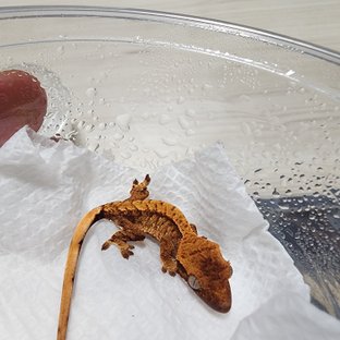 노멀 트라이 익스트림할리퀸 화이트스팟 텐저린