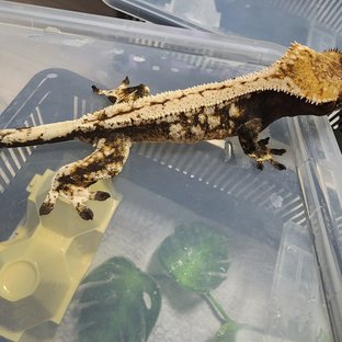 세이블 드리피 화이트스팟