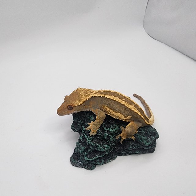 엠티백 슈퍼스트라이프 로키