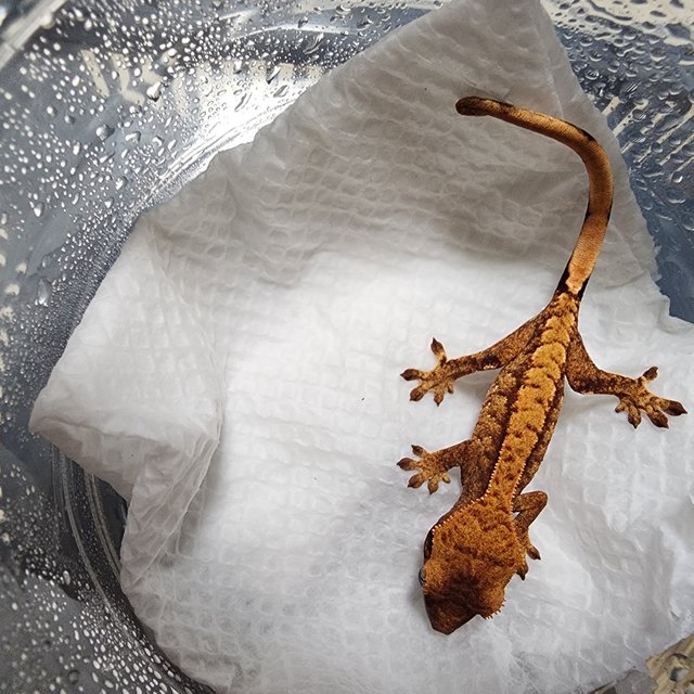 노멀 트라이 익스트림할리퀸 화이트스팟 텐저린