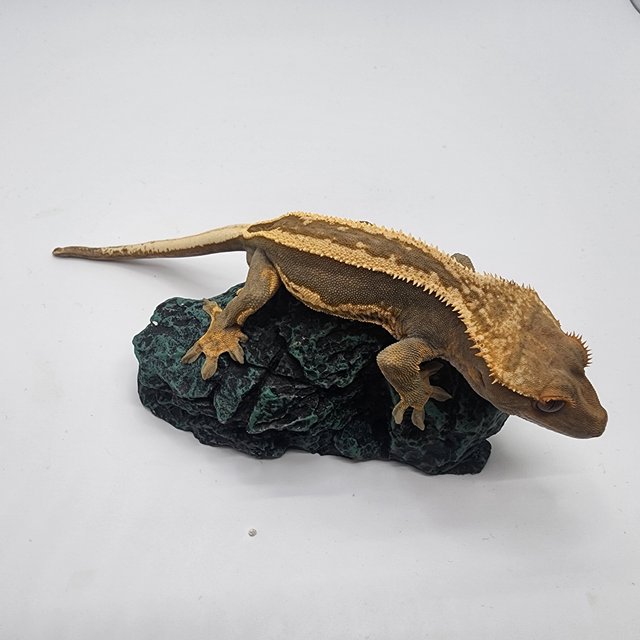 엠티백 슈퍼스트라이프 로키