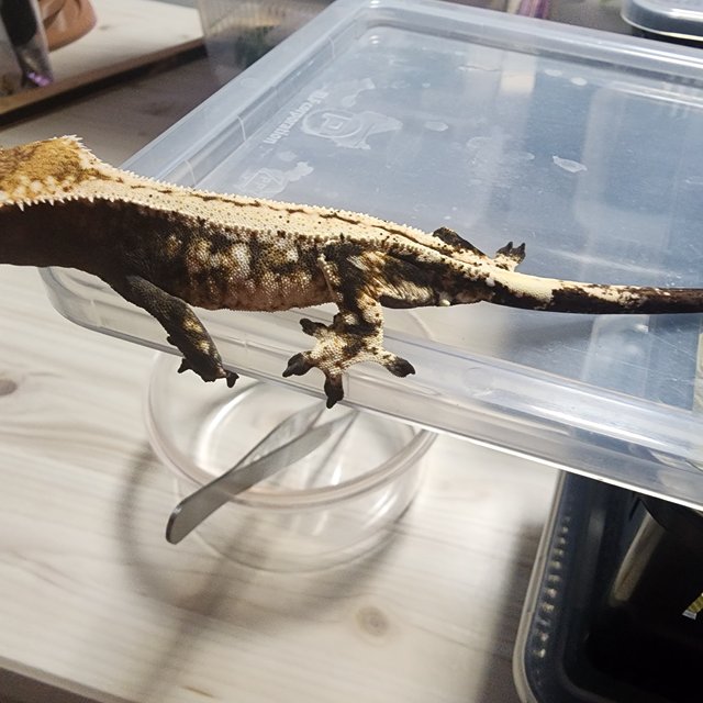 세이블 드리피 화이트스팟