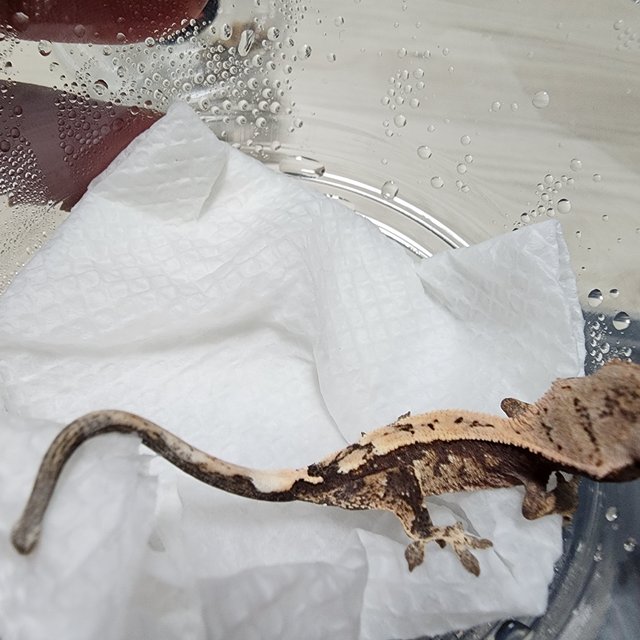 세이블 화이트스팟