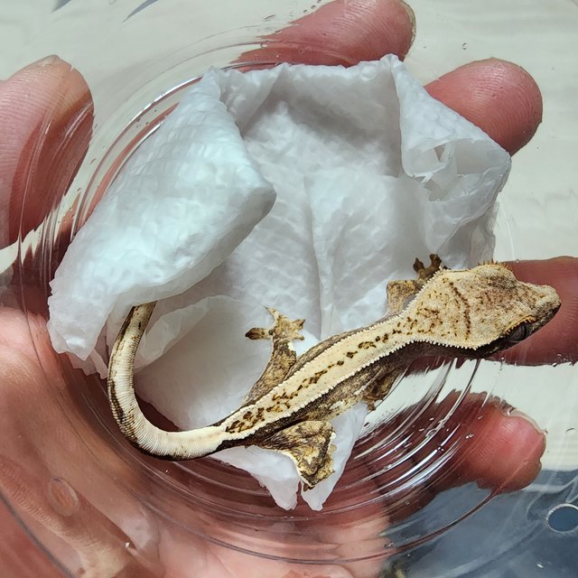 노멀 풀핀 핀스트라이프 쿼드