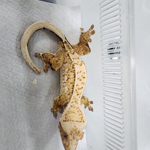 노멀 드리피 익스트림할리퀸