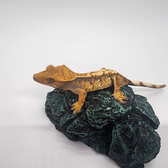 노멀 화이트스팟 트라이 익스트림할리퀸