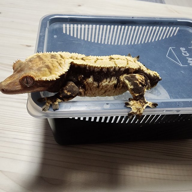 노멀 쿼드 드리피 화이트스팟