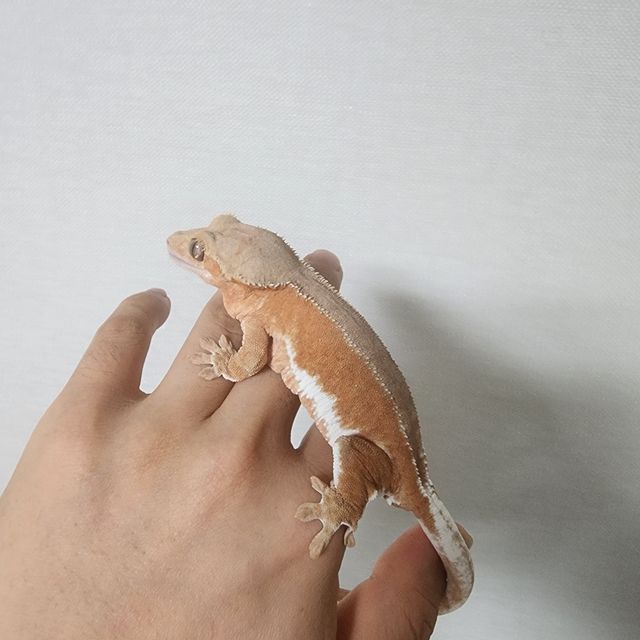 팬텀 릴리화이트 레드