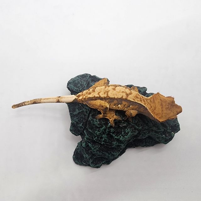 노멀 화이트스팟 트라이 익스트림할리퀸