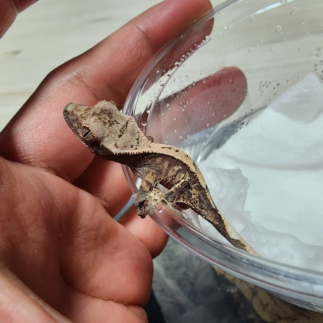 세이블 화이트스팟