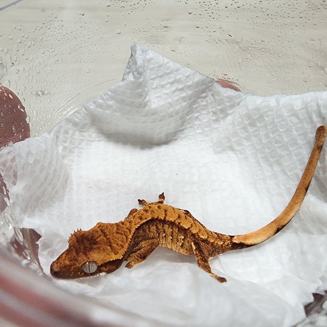 노멀 트라이 익스트림할리퀸 화이트스팟 텐저린