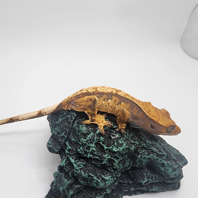 노멀 화이트스팟 트라이 익스트림할리퀸