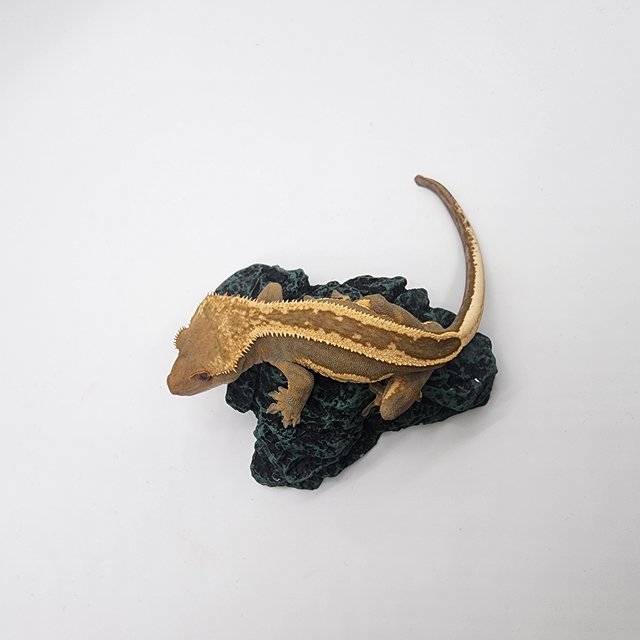 엠티백 슈퍼스트라이프 로키