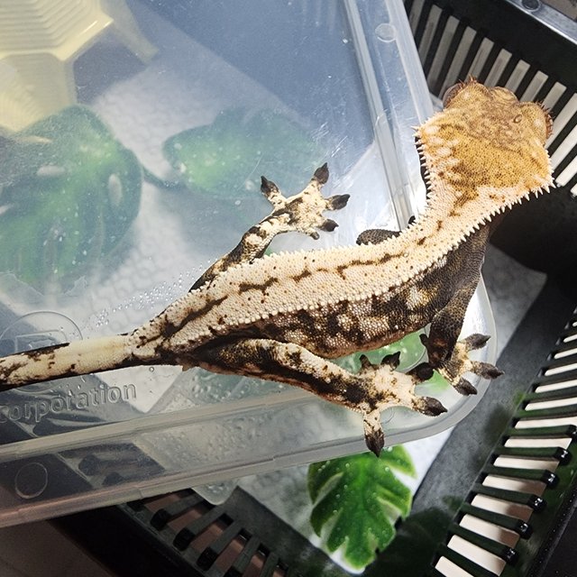 세이블 드리피 화이트스팟