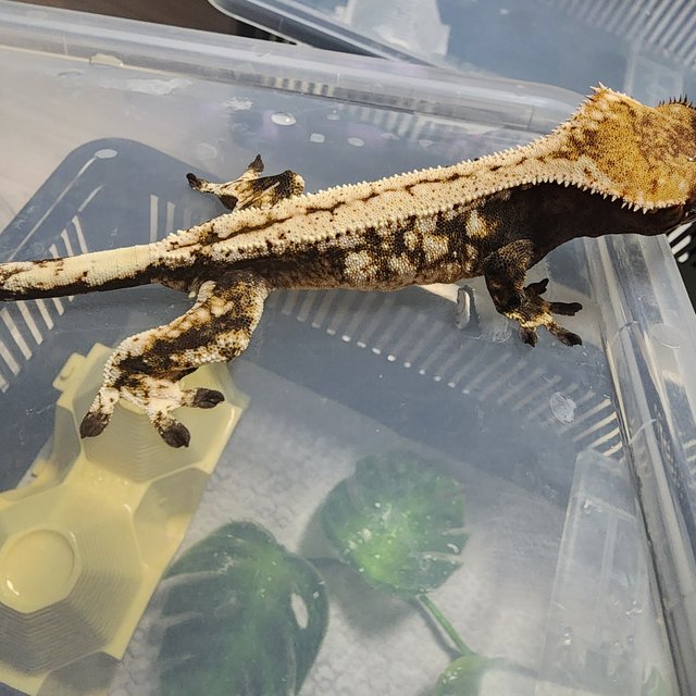 세이블 드리피 화이트스팟