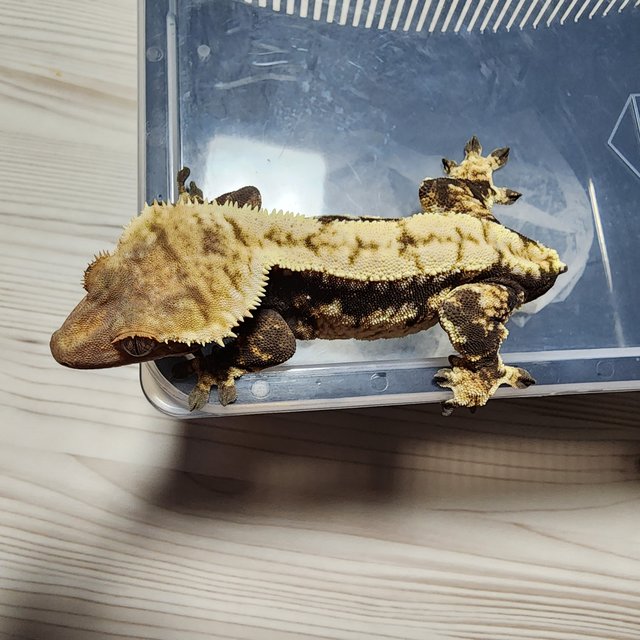 노멀 쿼드 드리피 화이트스팟