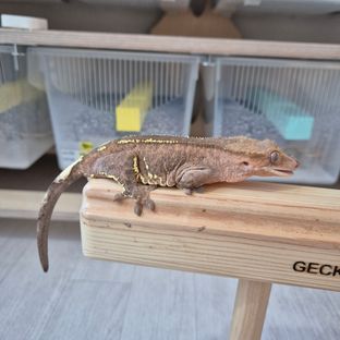 카푸치노