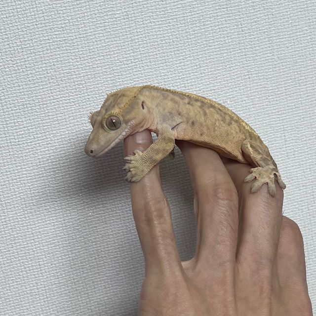 카푸치노