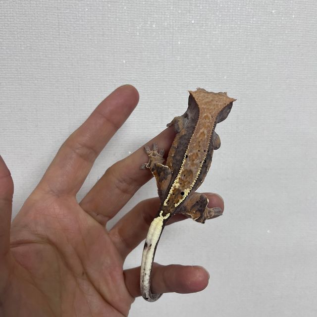 카푸치노