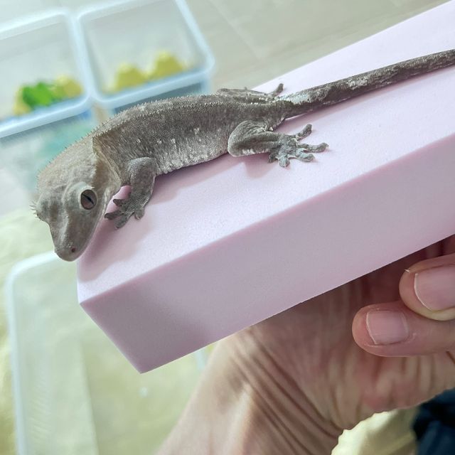 아잔틱