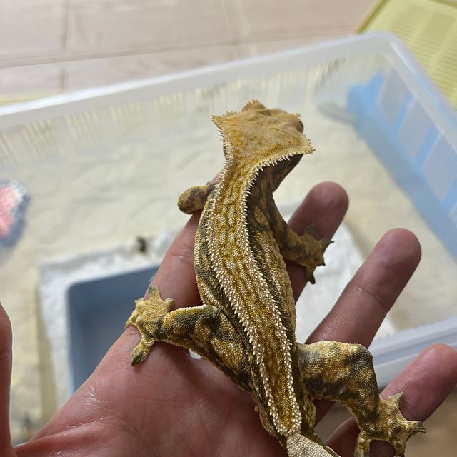 풀핀 화이트포트홀 트라이 화이트스팟 핀스트라이프 슈퍼스트라이프