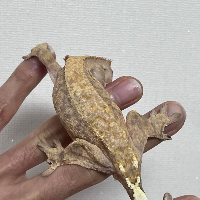 카푸치노