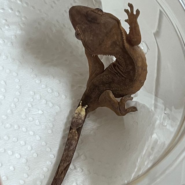 세이블