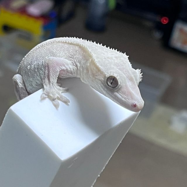 아잔틱
