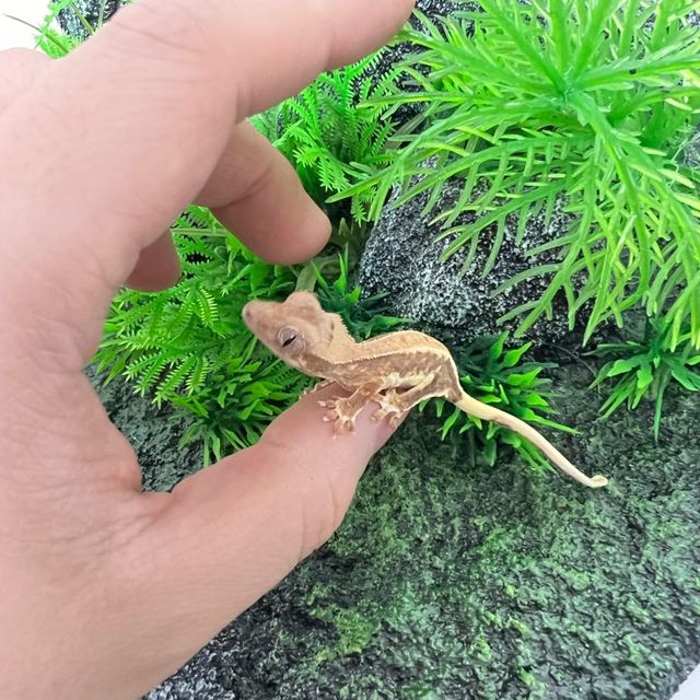 릴리화이트 팬텀