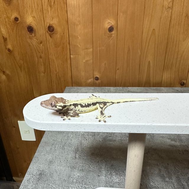 프라푸치노