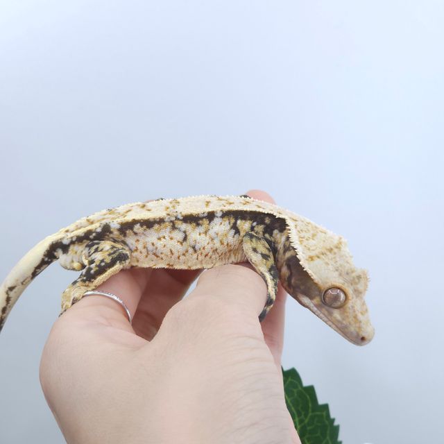 노멀 트라이 드리피 화이트스팟